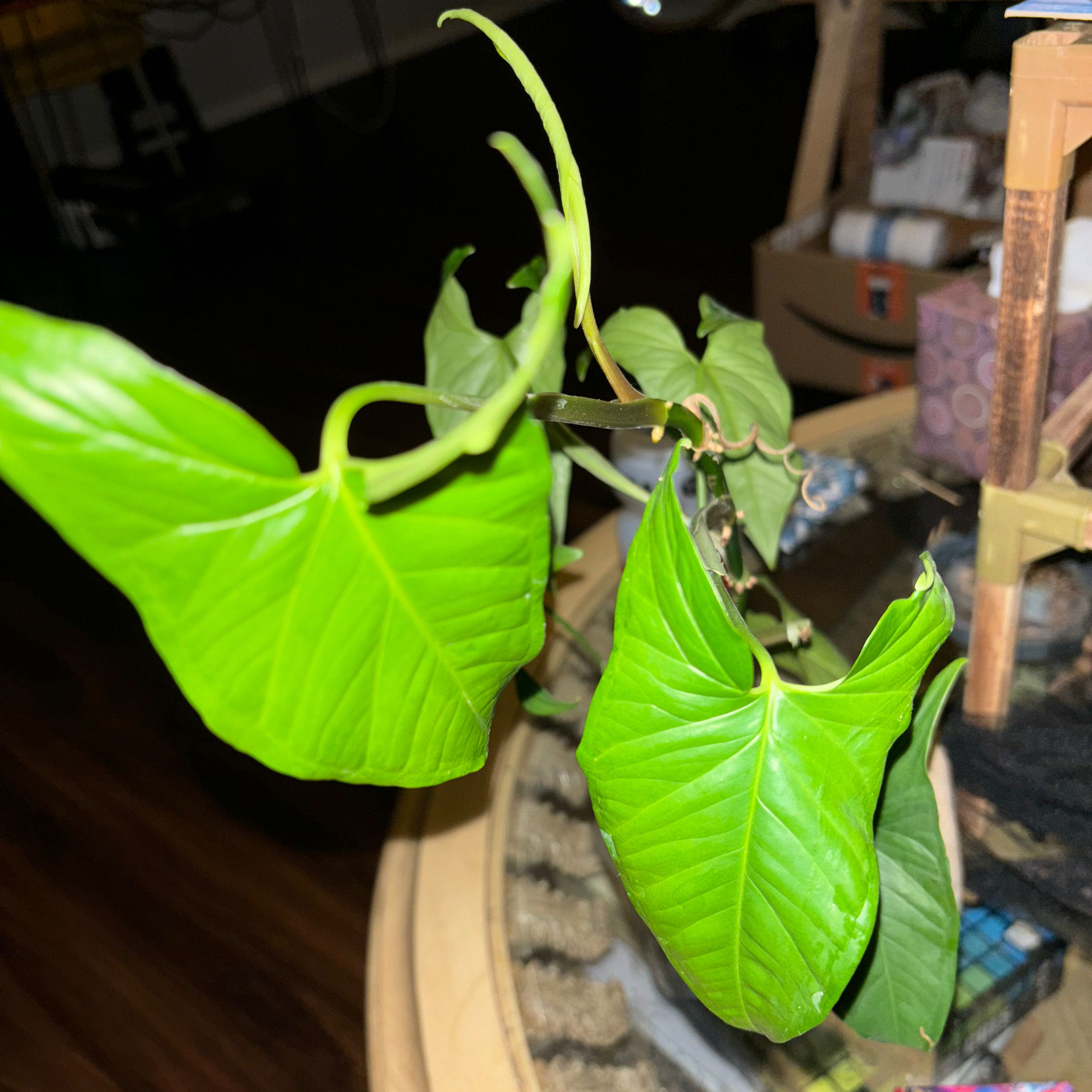 Photo of the plant species Syngonium Podophyllum Emerald Gem by @anmrise named Baesil on Greg, the plant care app