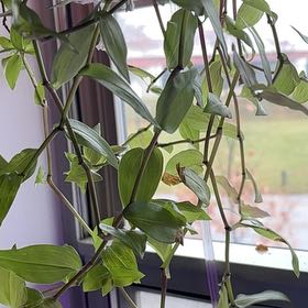 Photo of the plant species Tradescantia 'Aurea' by @anmrise named ChloroPhil on Greg, the plant care app