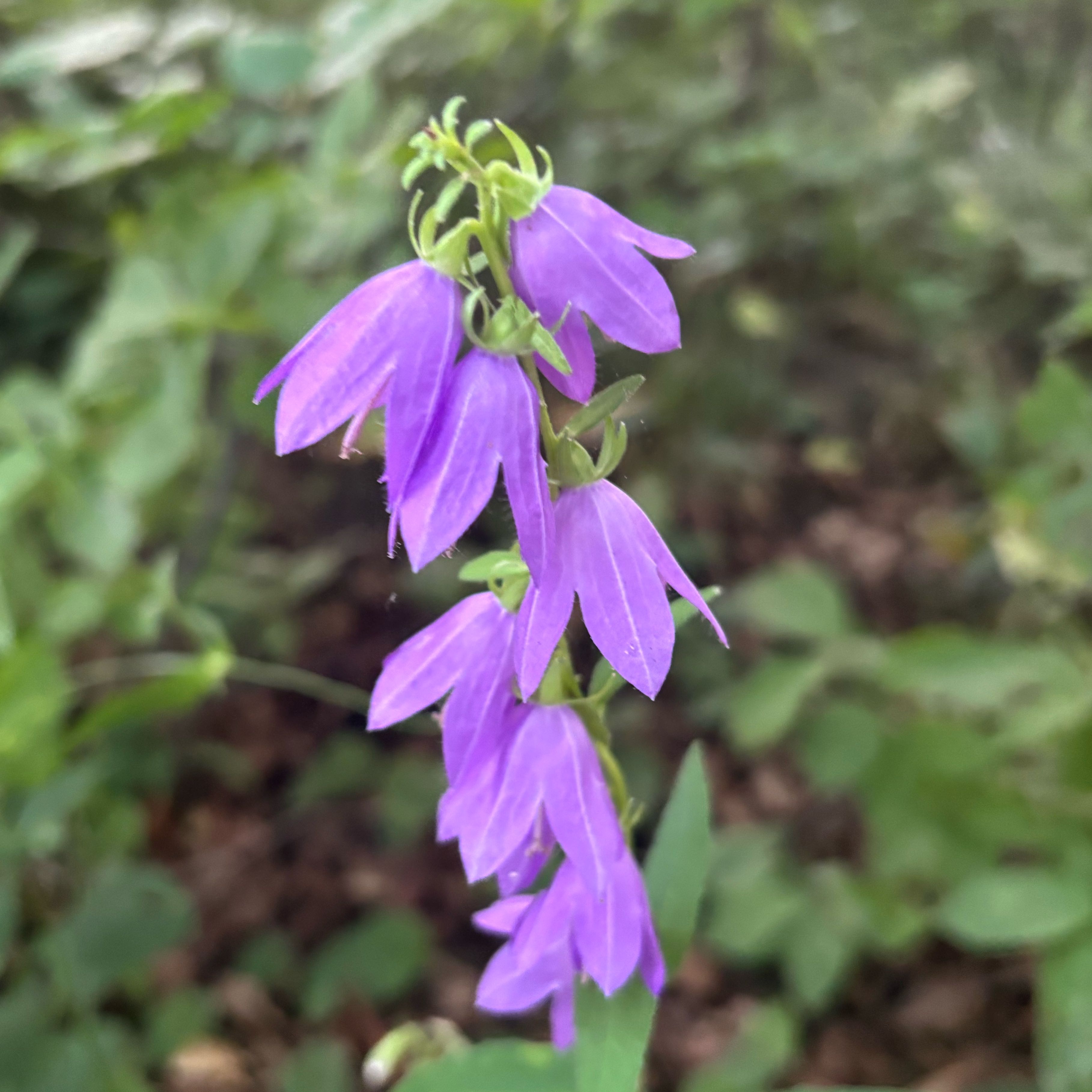 Photo of the plant species Rampion Bellflower by @anmrise named Forrest on Greg, the plant care app