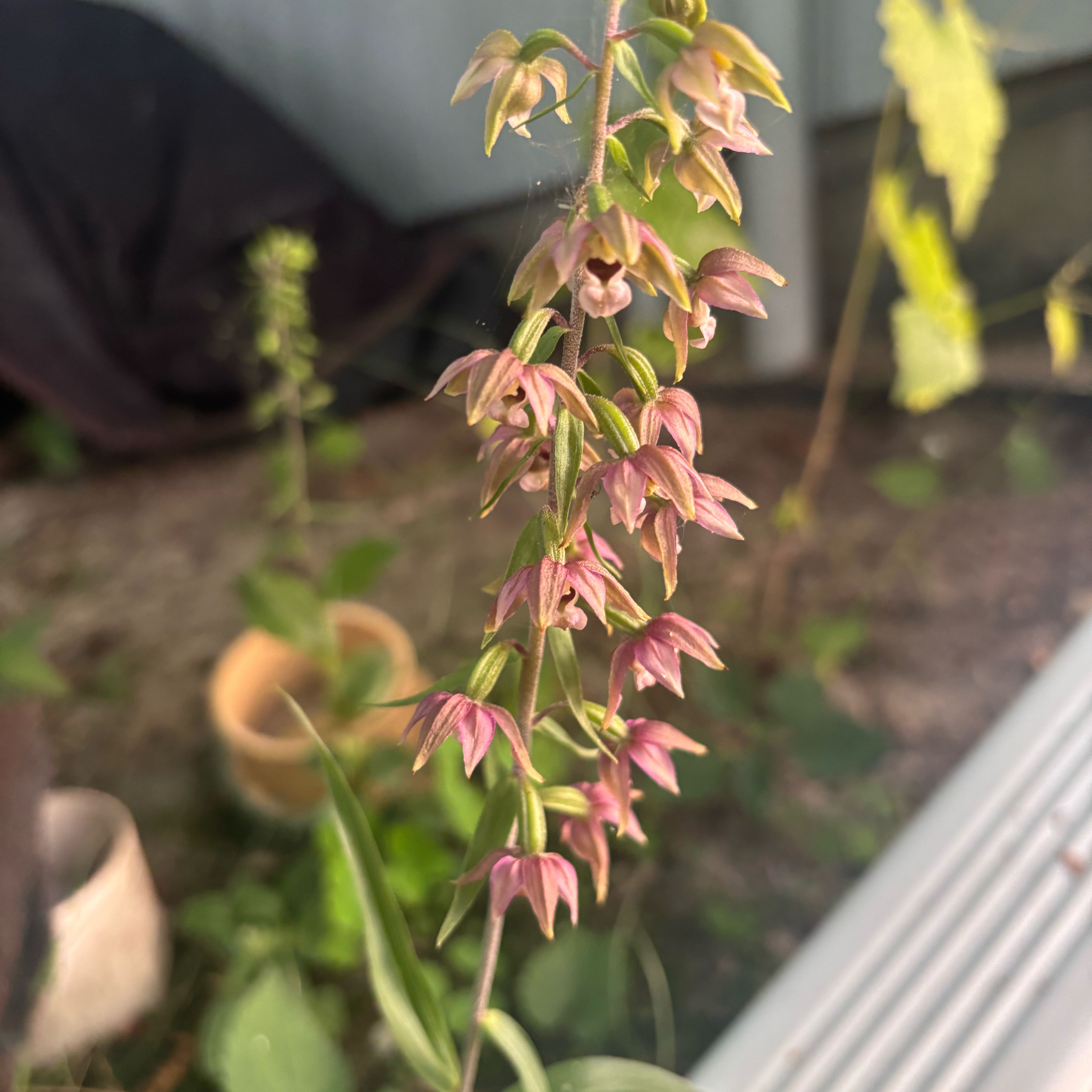 Photo of the plant species Broad Helleborine by @anmrise named Sanders on Greg, the plant care app