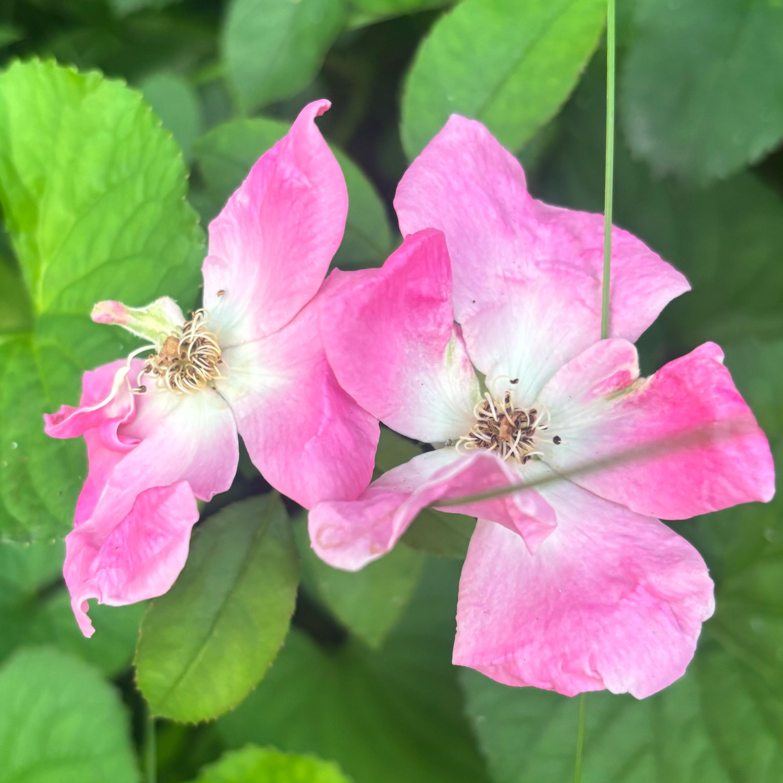 Photo of the plant species Prairie Rose by @anmrise named Tree Diddy on Greg, the plant care app