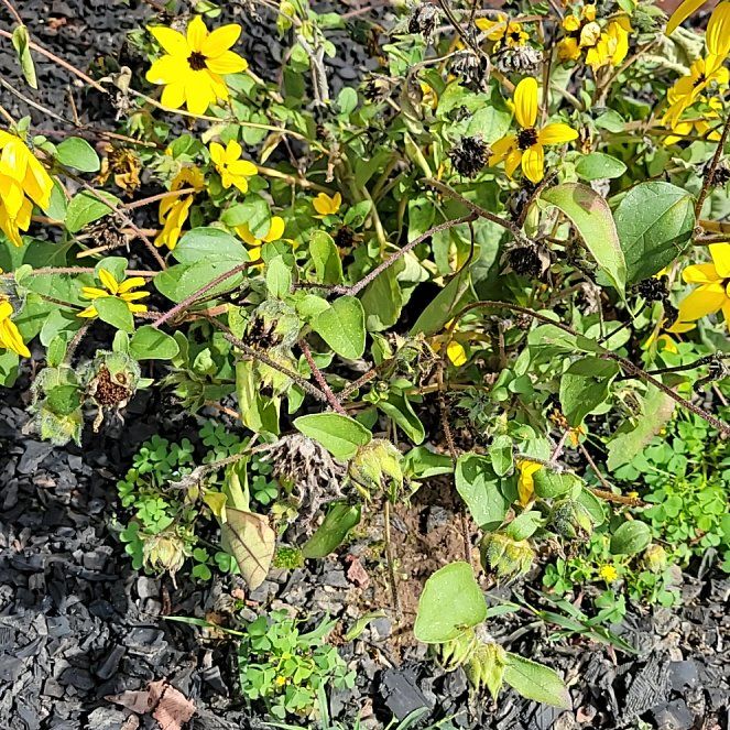 Photo of the plant species Golden-Knee by @SavvyGroundsel named Maya on Greg, the plant care app