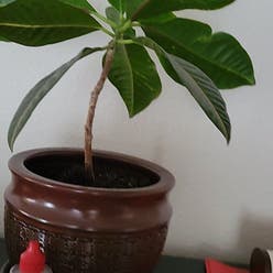 Madagascar Jewel plant