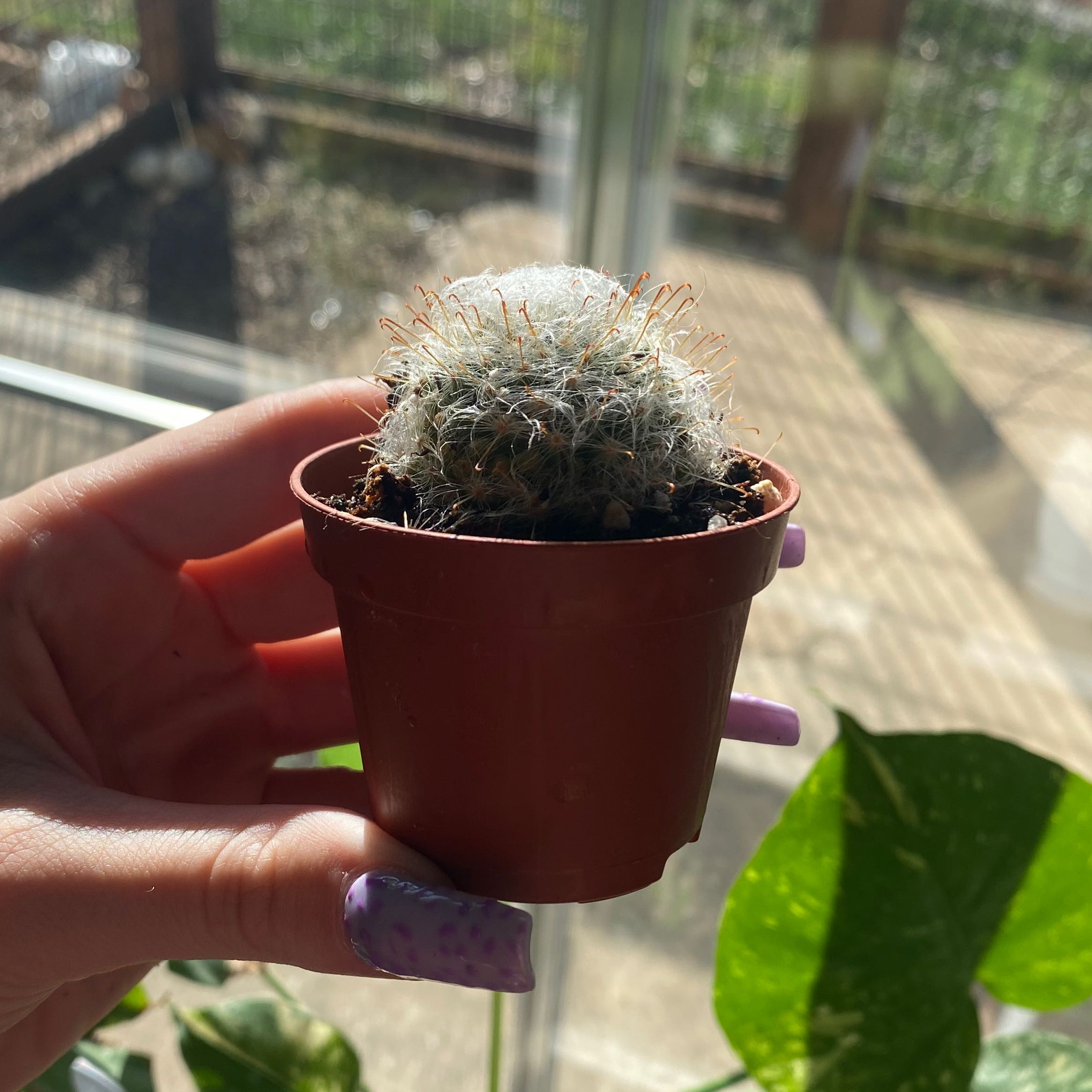 Powder Puff Cactus in a brown pot, held by a hand with purple nails.
