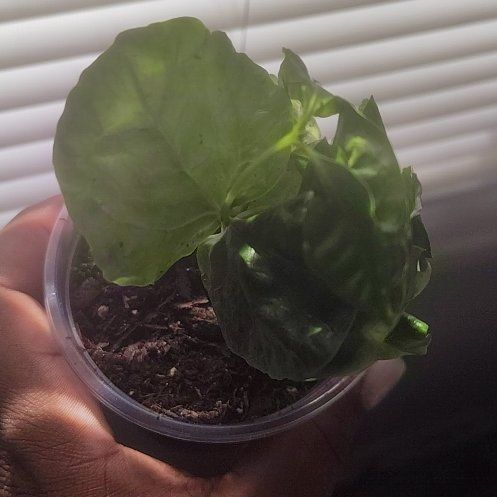 Photo of the plant species Variegated Fiddle Fig Leaf by @RootedRedflax named Captain Plant-it on Greg, the plant care app