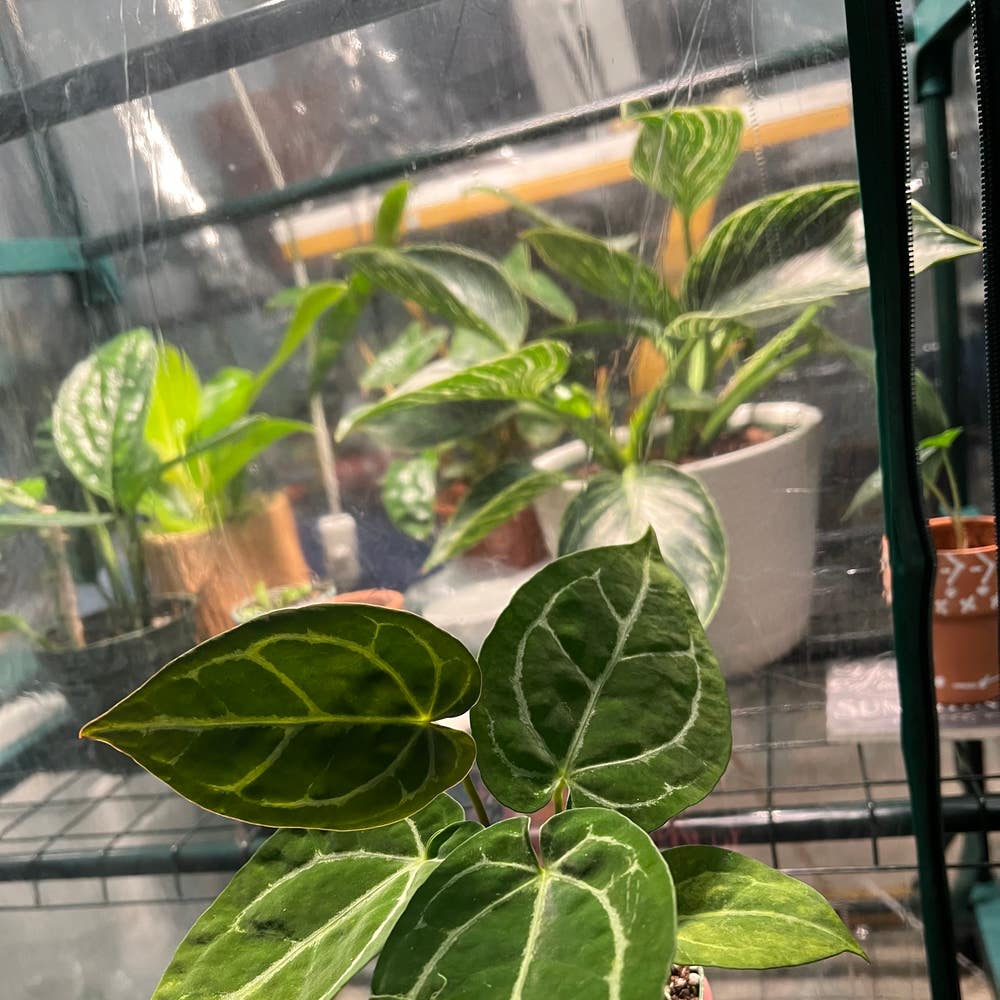 Anthurium Doc Block F2 | A plant by @rbatten on Greg Anthurium Doc Block F2 | A plant by @rbatten on Greg