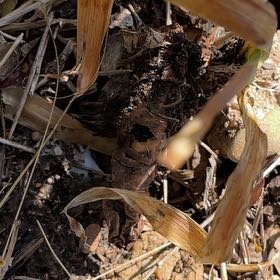 Photo of the plant species Welwitschia by @GenialBaybean named Miley on Greg, the plant care app