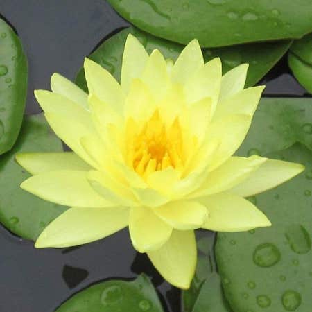 Photo of the plant species American White Waterlily by @UntiringPepino named Fernie Mercury on Greg, the plant care app