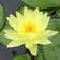 Calculate water needs of American White Waterlily