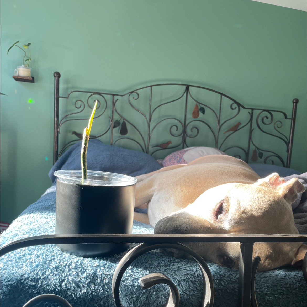 Philodendron 'Majestic' plant in a black pot on a bed with a dog lying in the background.