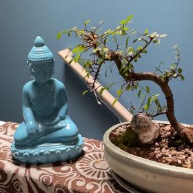 Photo of the plant species Caucasian zelkova by @buttons13007 named Hatori Hanzo on Greg, the plant care app