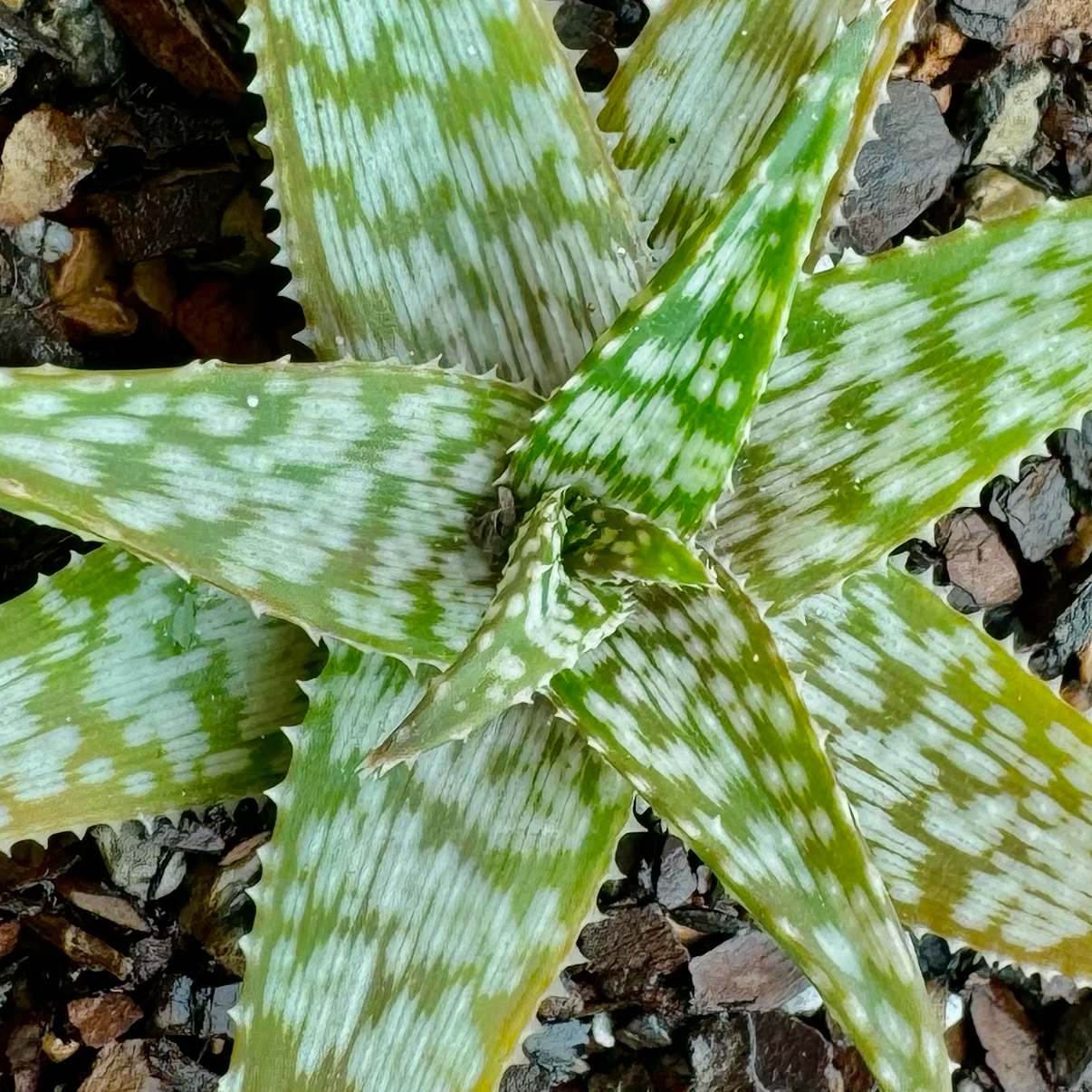 Snowflake Aloe plant with white speckles on green leaves, slight yellowing and browning at tips.