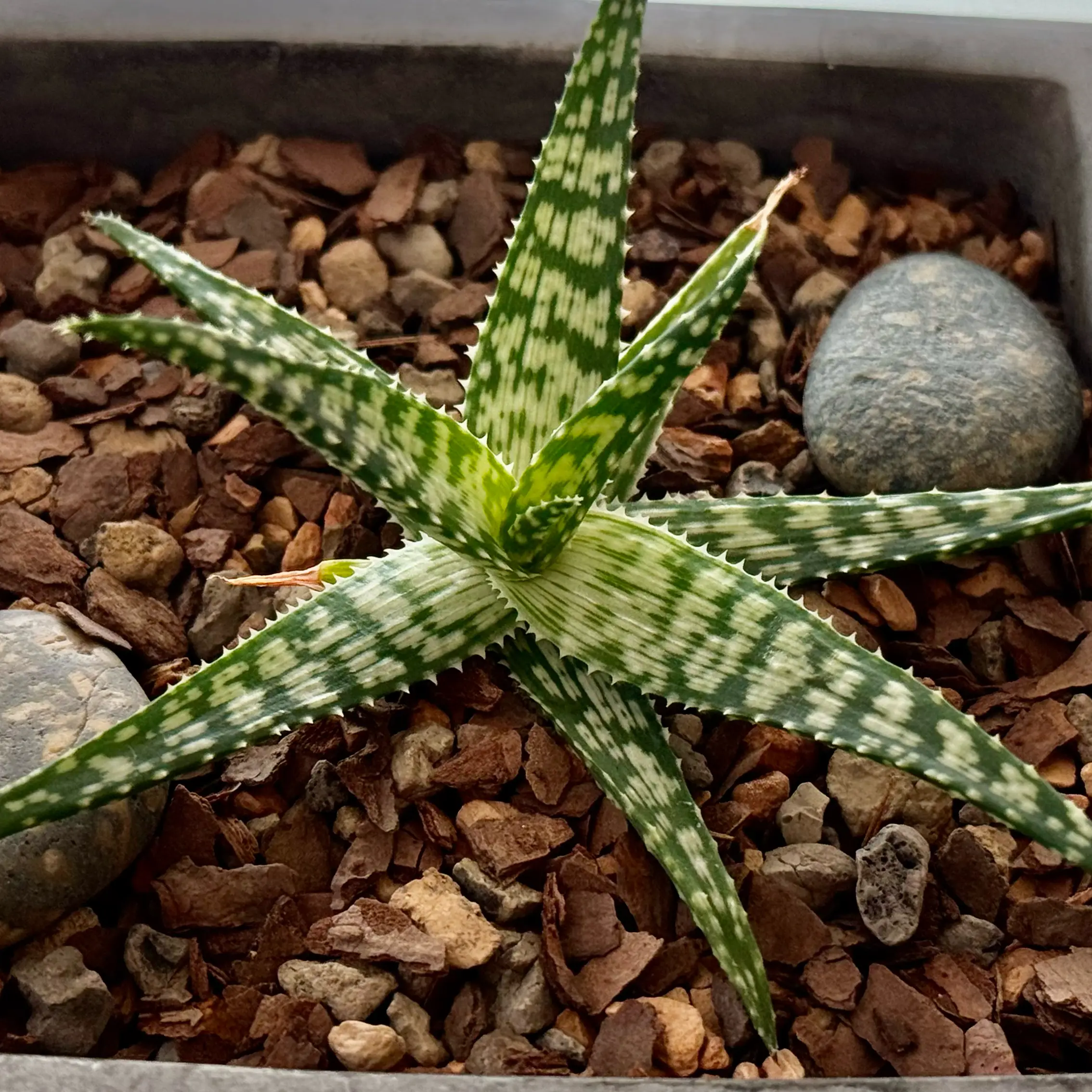 Photo of the plant species Snowflake Aloe by @succulenz named Frosty on Greg, the plant care app