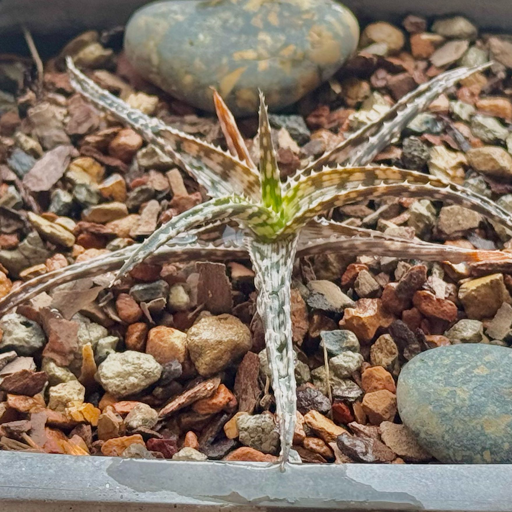 Photo of the plant species Snowflake Aloe by @succulenz named Frosty on Greg, the plant care app