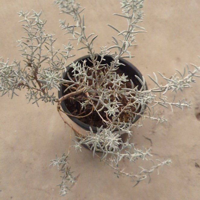 Photo of the plant species Emubush by @GoldenNuggie named Bella on Greg, the plant care app