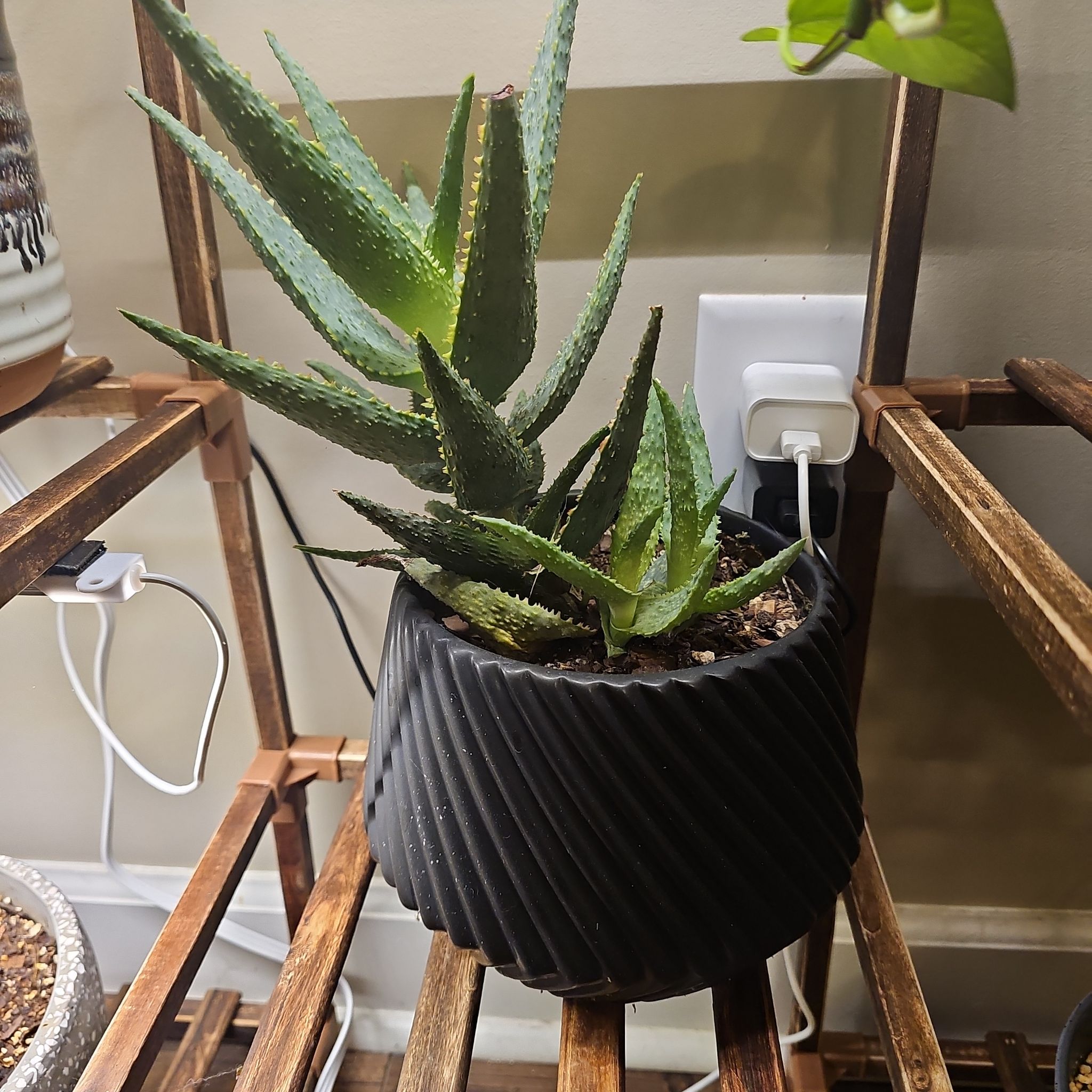 Photo of the plant species Mangave Purple People Eater by @HotWaxplant named da Vinci on Greg, the plant care app