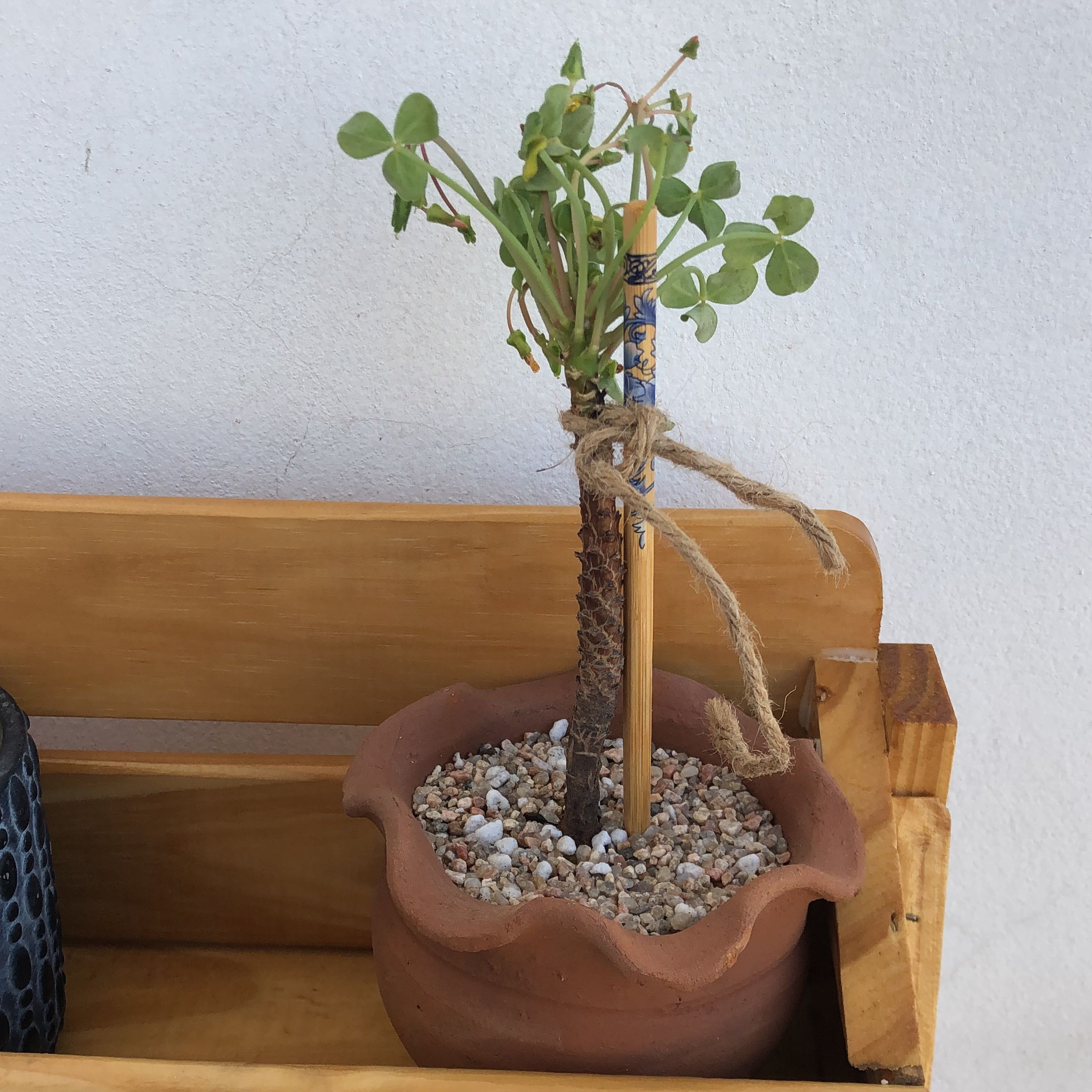 Photo of the plant species Galapagos Sorrel by @NimblePurei named Tupot amaroot on Greg, the plant care app