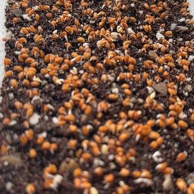 Photo of the plant species Garden Cress by @IngeniousNapaea named Daphne on Greg, the plant care app