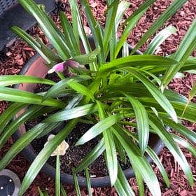 Photo of the plant species Blue Lily by @PerkyPinoak named Cleopatra on Greg, the plant care app