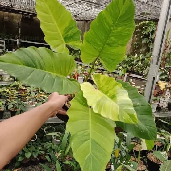 Photo of the plant species Jungle Fever Philodendron by @PoetSmellfox named Sir Plancelot on Greg, the plant care app