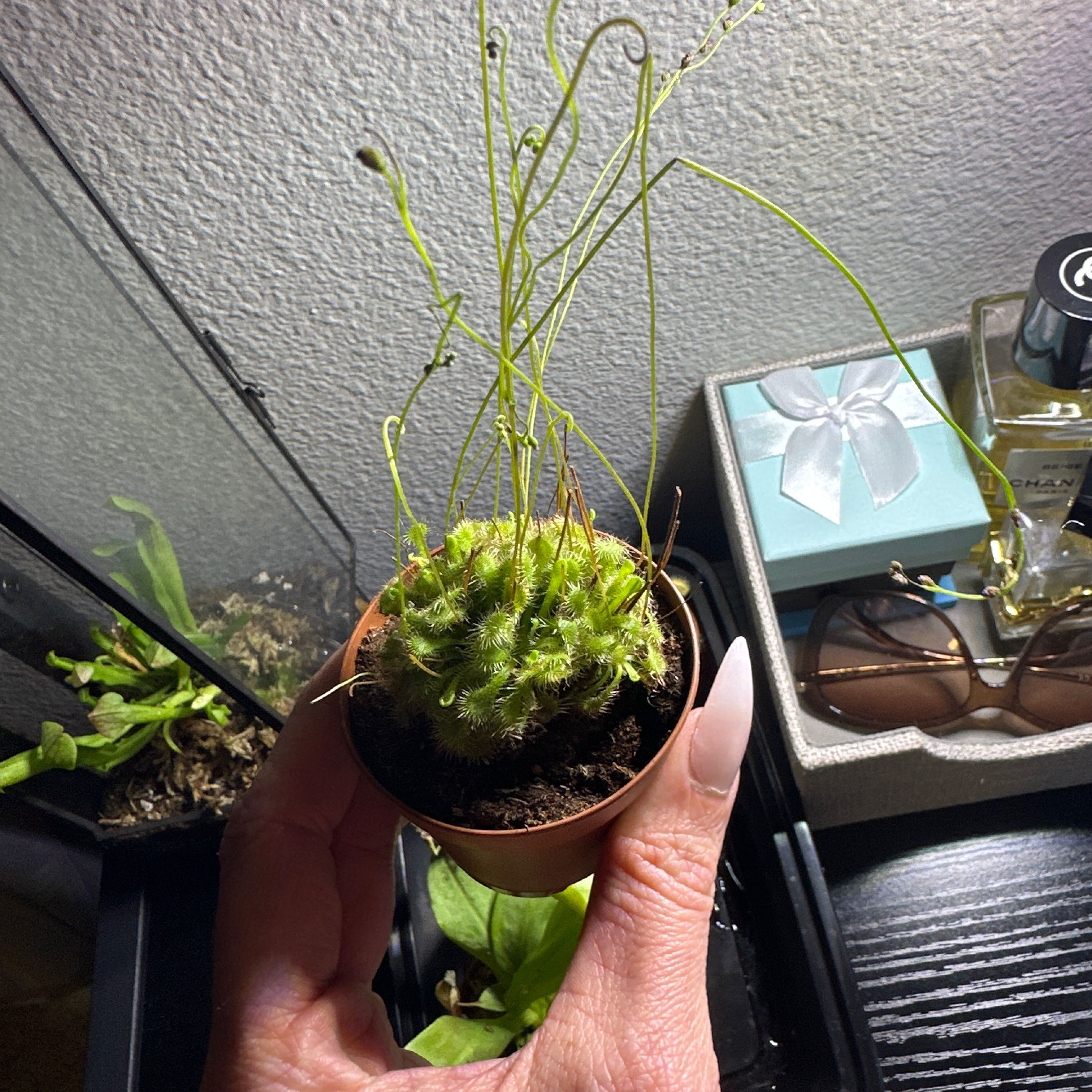 A healthy Round-Leaved Sundew plant in a small pot, held by a hand.