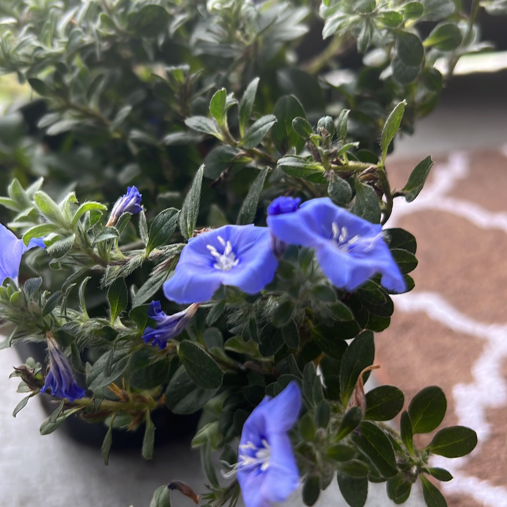 Dwarf Morning-Glory plant with vibrant blue flowers and healthy green leaves.