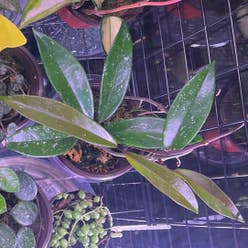 Hoya Pubicalyx plant