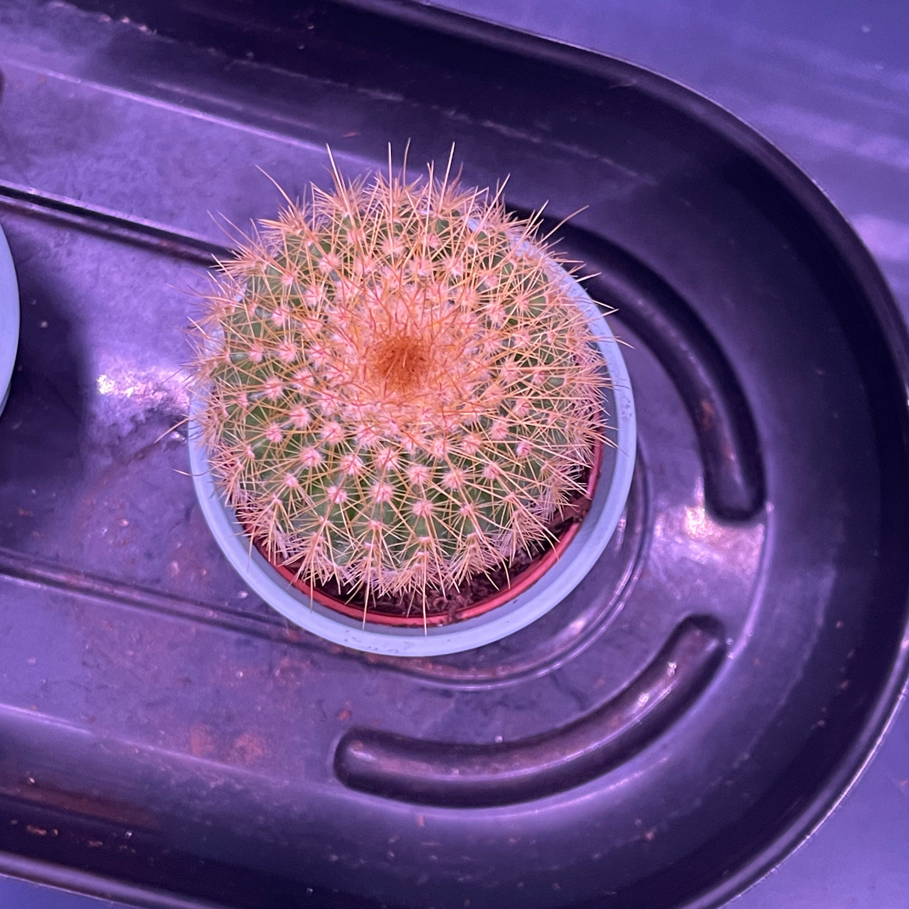 Photo of the plant species Cephalocereus polylophus by @VeraciousChaya named Stan on Greg, the plant care app