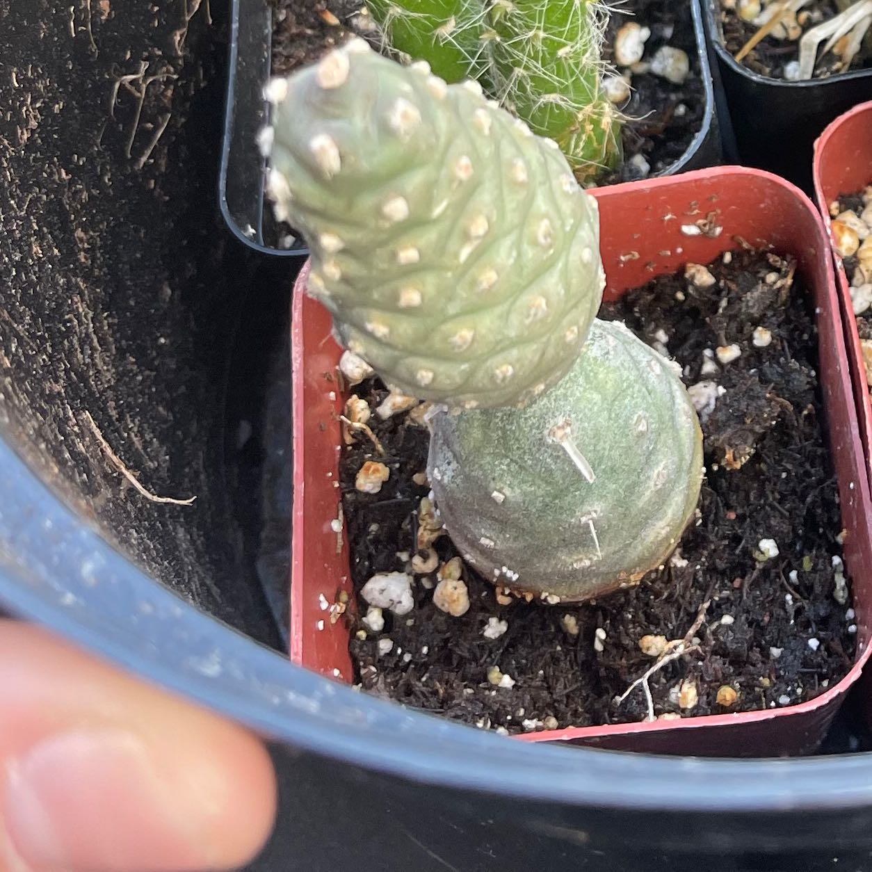Pine Cone Cactus in a small pot with visible soil. No flowers present.