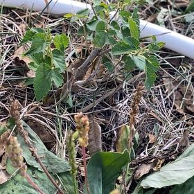 Photo of the plant species Alpine Bistort by @SassyGooseberry named Beyonce on Greg, the plant care app