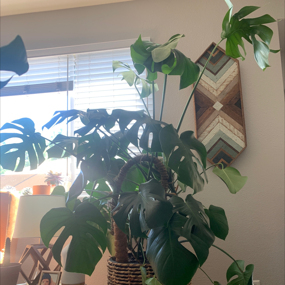 Monstera plant photo by @Bethea0211 named Gloria on Greg, the plant care app.