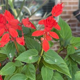 Photo of the plant species Scarlet Sage by @BlessedPalmier named James Dean on Greg, the plant care app