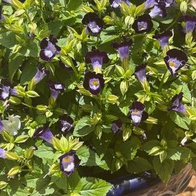 Photo of the plant species Wishbone Flower by @BlessedPalmier named Harry on Greg, the plant care app