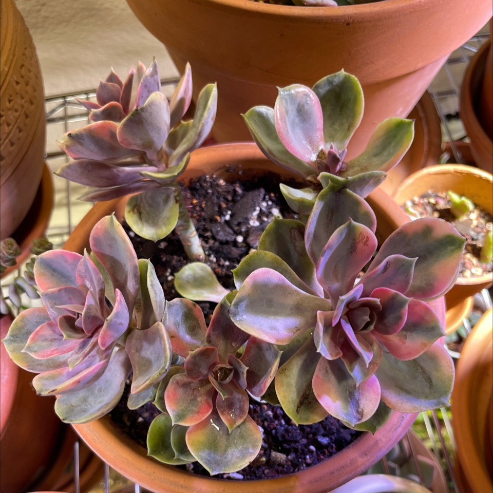Photo of the plant species Rainbow Echeveria by @TexasBuckeye named Echeveria Rainbow Cluster on Greg, the plant care app
