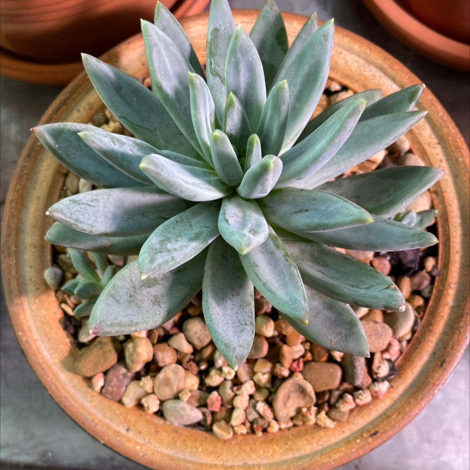 Bright Green Dudleya succulent in a pot with well-draining soil.