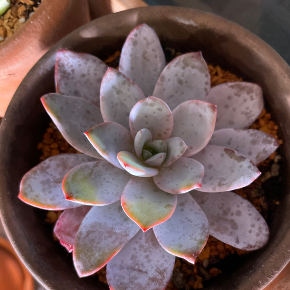 Photo of the plant species Echeveria 'White Lotus' by @TexasBuckeye named Sonora on Greg, the plant care app