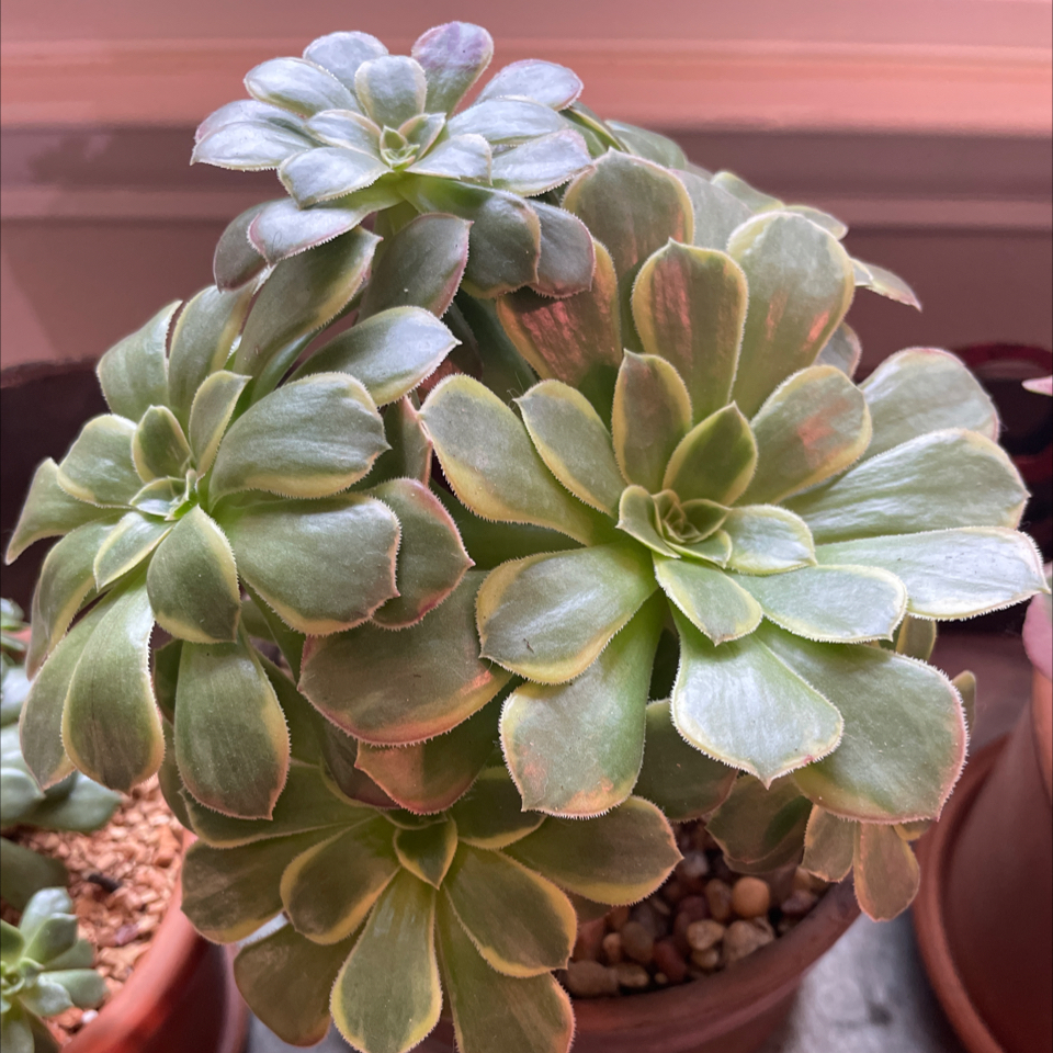 Photo of the plant species aeonium Anna varigated by @TexasBuckeye named Aeonium Annie on Greg, the plant care app