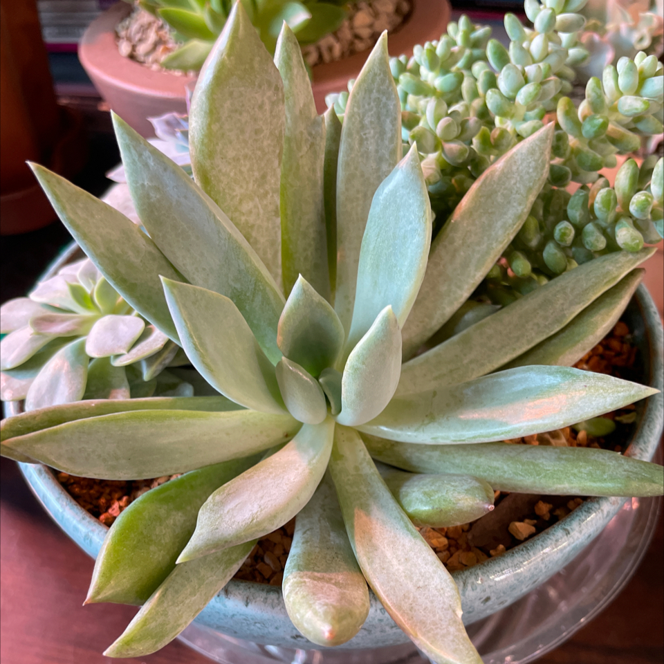 Bright Green Dudleya succulent with thick, fleshy leaves in a rosette pattern.