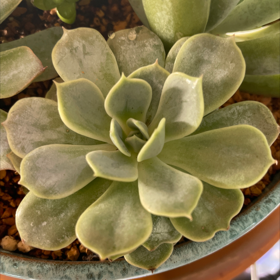 Echeveria 'Fleur Blanc' succulent with healthy, fleshy leaves in a rosette pattern.