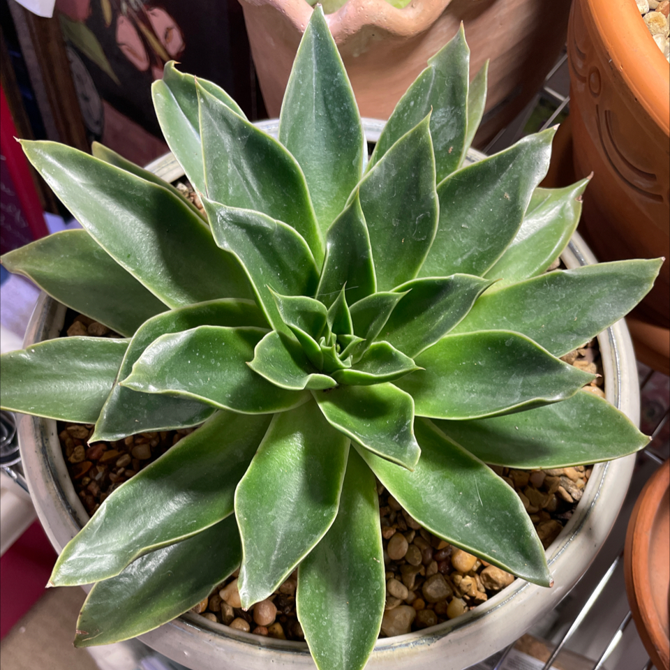 Photo of the plant species Echeveria Mexicana by @TexasBuckeye named Señor Vega on Greg, the plant care app