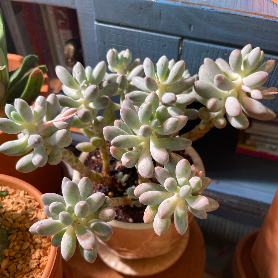 Pachyphytum Baby Finger succulent with plump leaves in a pot, well-lit and healthy.