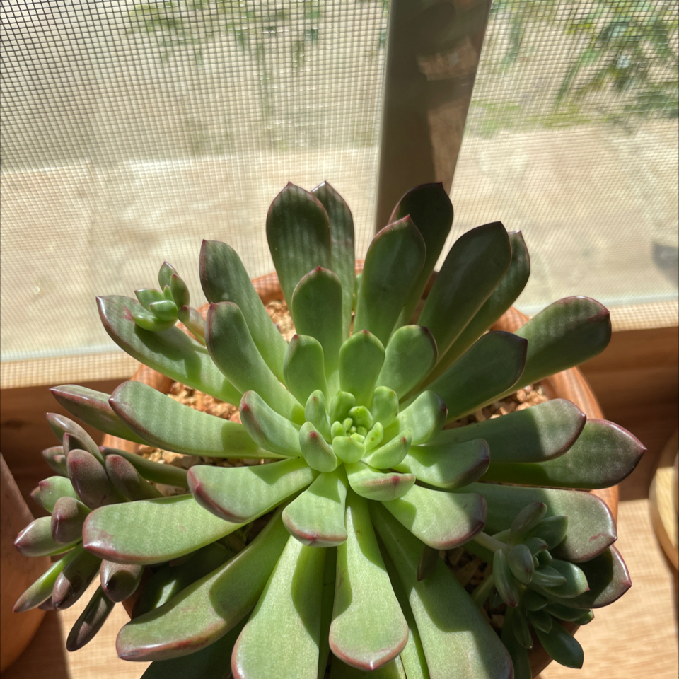 Healthy Graptoveria 'Bashful™' succulent with green leaves and reddish tips in a well-lit area.