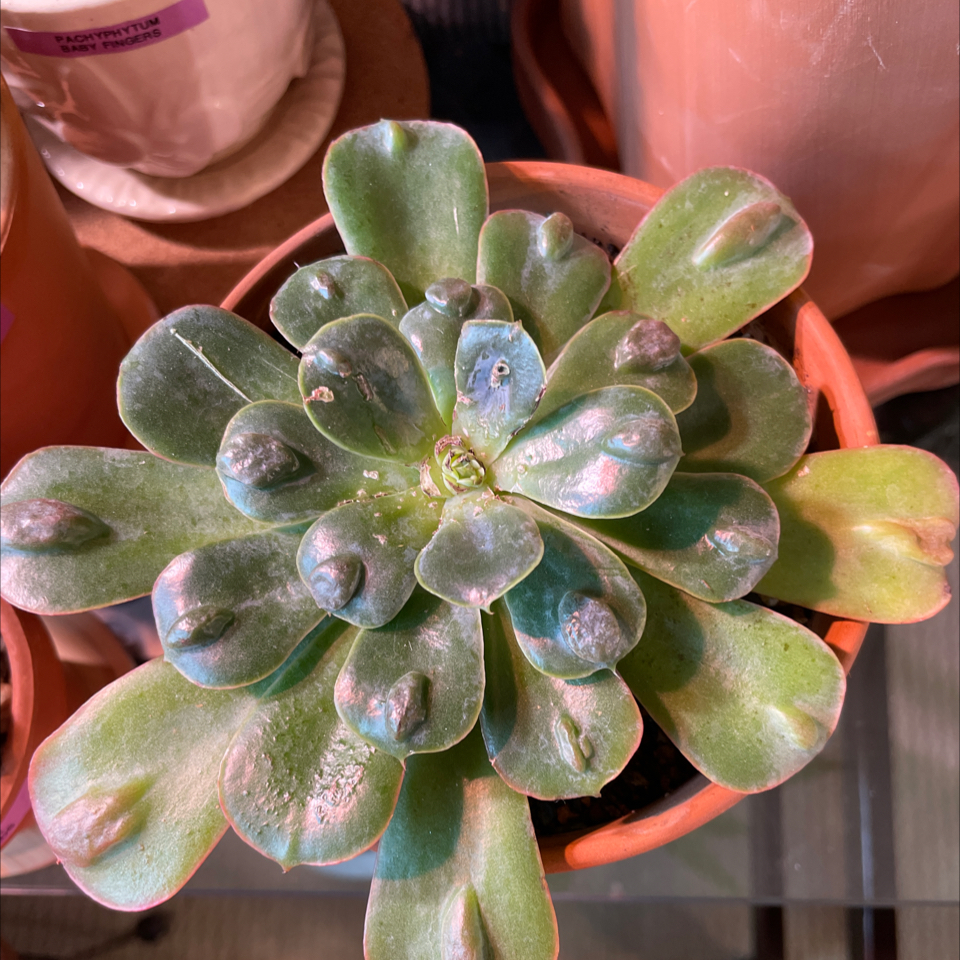 Raindrops Echeveria plant in a pot with some browning and black spots on the leaves.
