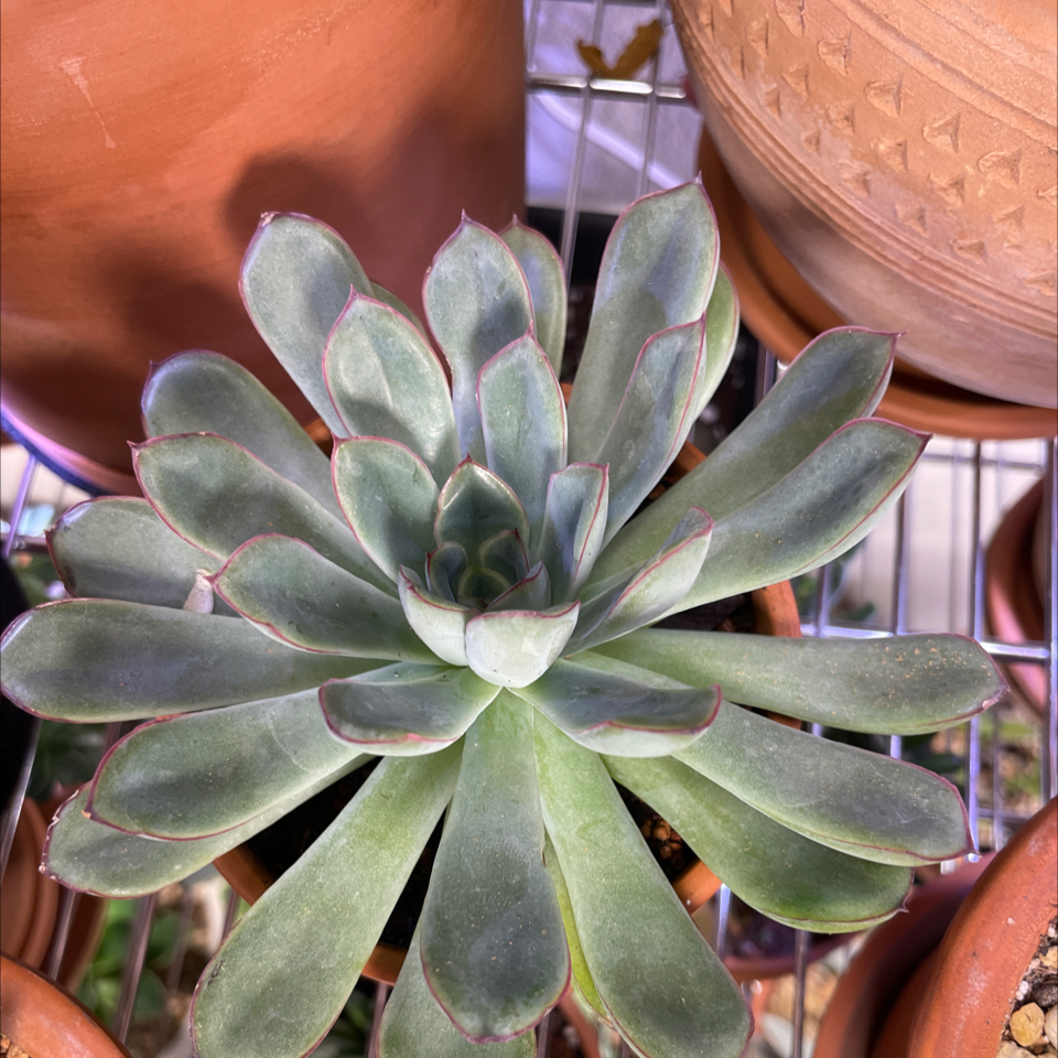 Photo of the plant species Echeveria pelusida 'Mexican Hat' by @TexasBuckeye named Echeveria / ChloroPhil on Greg, the plant care app
