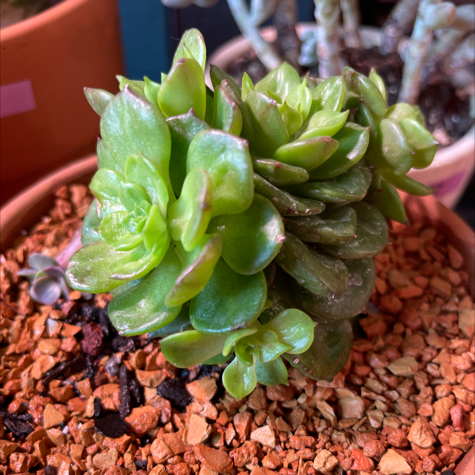 Photo of the plant species Sedeveria Rolly by @TexasBuckeye named Rolly on Greg, the plant care app