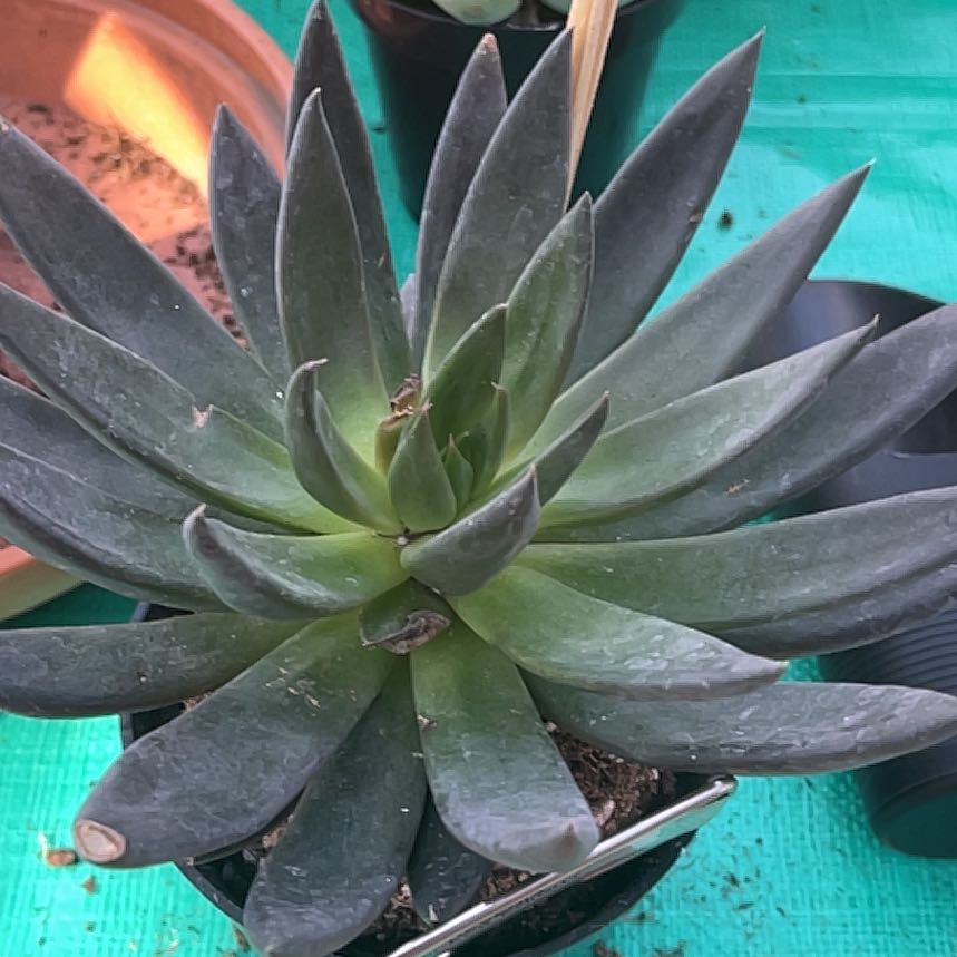 Echeveria 'Black Knight' succulent with dark, pointed leaves in a pot.