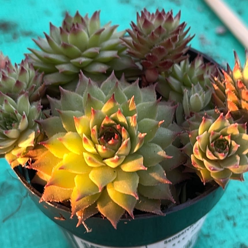 Photo of the plant species Sempervivum 'Maria Laach' by @TexasBuckeye named Steel Ring/ Maria on Greg, the plant care app
