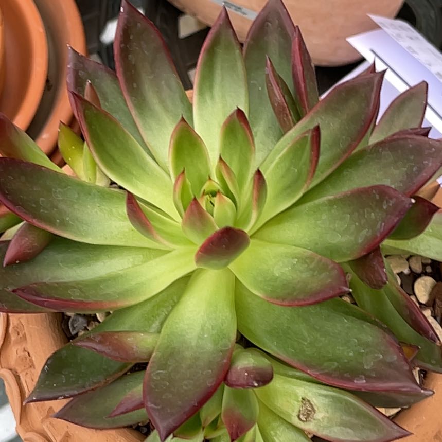 Photo of the plant species Echeveria by @TexasBuckeye named Love’s Fire on Greg, the plant care app