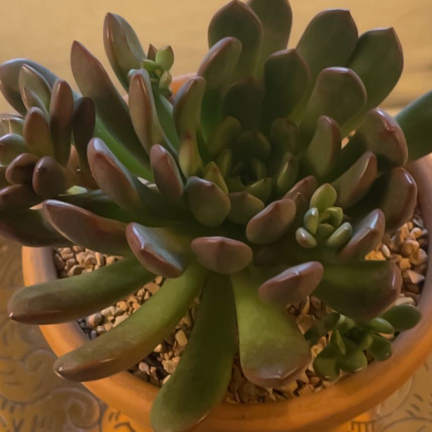 Photo of the plant species Graptoveria 'Bella' by @TexasBuckeye named Bashful on Greg, the plant care app