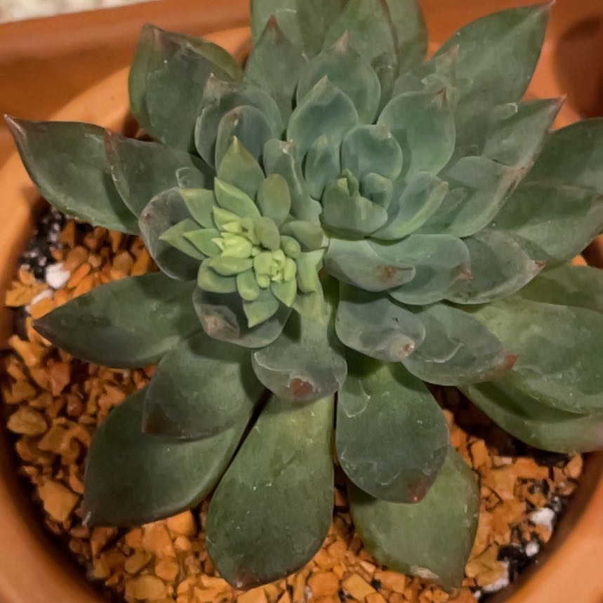 Sedeveria 'Dark Elf' succulent in a terracotta pot with a top dressing of small rocks.